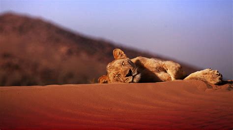 Vanishing Kings: Desert Lions of Namib - National Geographic for everyone in everywhere