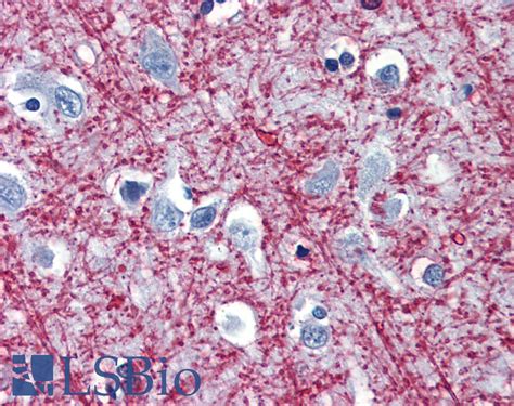 IHC-plus™ MBP / Myelin Basic Protein Monoclonal Antibody Mouse | LSBio