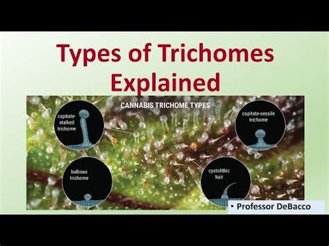 Types of Trichomes Explained - YouTube