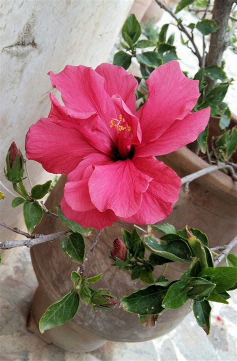 Hibiscus Flower | Hibiscus flowers, Hibiscus, Plants