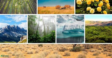 Different Types of Ecosystems & Characteristics | Earth Reminder