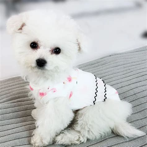 New 2018 Hot Spring Summer Dog Clothes for Small Dogs Puppy Vest ...