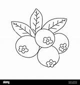 Blueberry Coloring Book Fruits Pages For Kids And Adults  sketch template