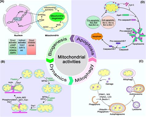 Activities involving the mitochondrion. A Mitochondria biogenesis:... | Download Scientific Diagram