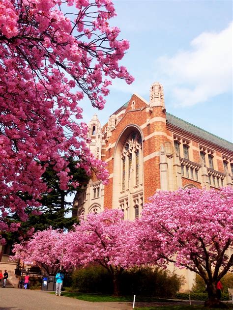 102 best images about Cherry Blossoms @UW on Pinterest | Cherries, University of washington and ...