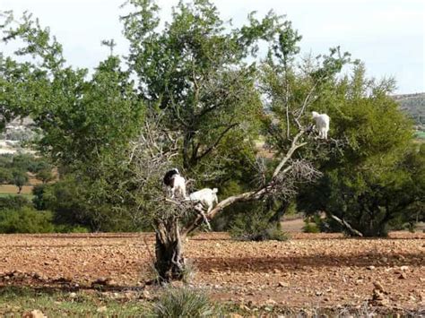 14 Epic Pictures Of Goats In Trees