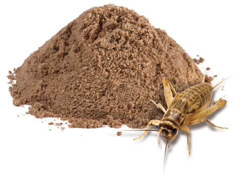 World's Hottest Crickets | Buy Edible Insects & Bugs | Crunchy Critters - Buy Edible Insects