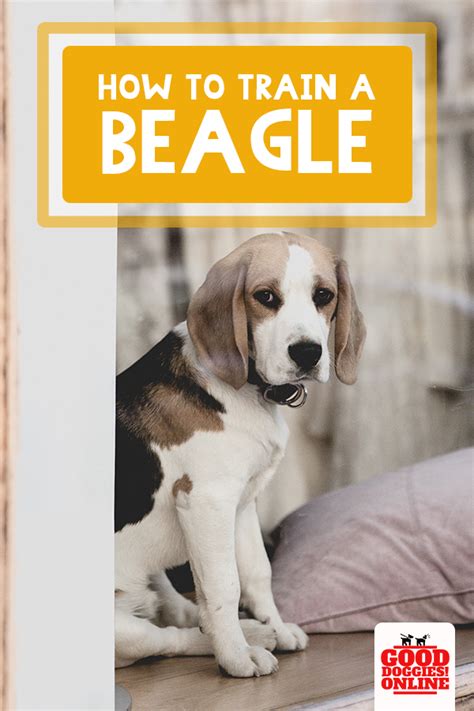 How to Train a Beagle | Tips & Tricks for Training Beagle - Good Doggies Online