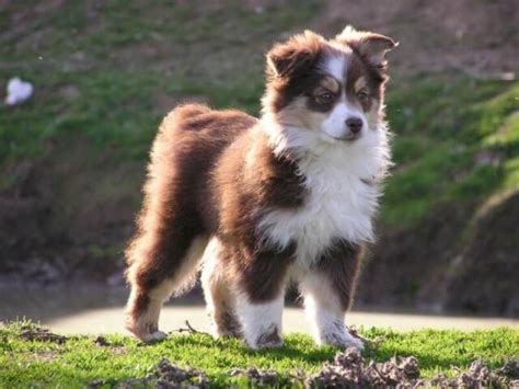 Miniature Australian Shepherd vs Labrador Retriever - Breed Comparison