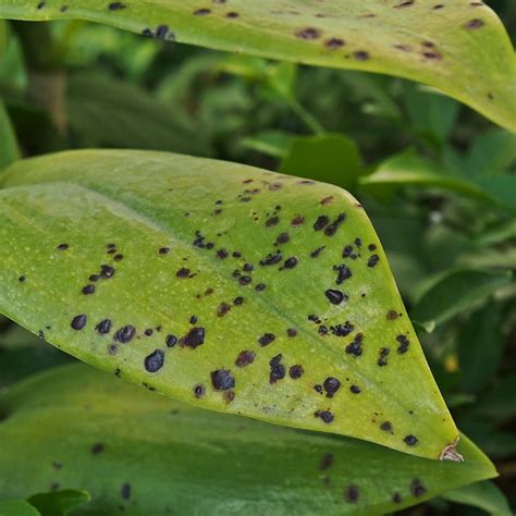 Hibiscus Problems? — In-depth Diseases and Pests Guide