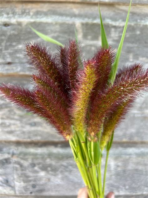 Foxtail Millet – The Farmhouse Flower Farm