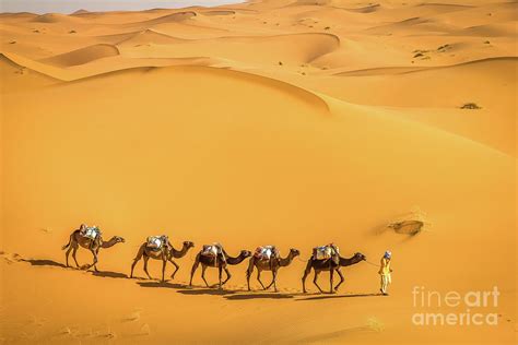 Camel Caravan Going Through The Sahara Desert In Morocco At Sunrise ...