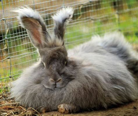 Staying Warm with Rabbit Wool - Chelsea Green Publishing