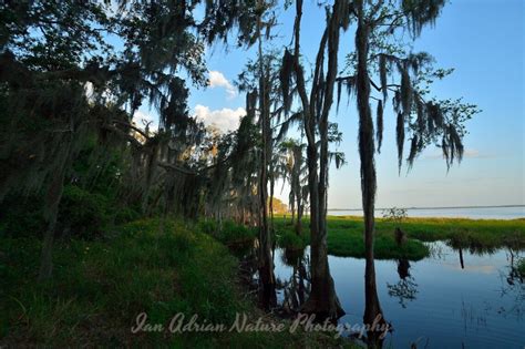 Lake Louisa State Park Water Swamp Landscape Sunset Florida | Etsy