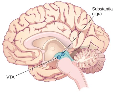 The Limbic System and Other Brain Areas | Introduction to Psychology