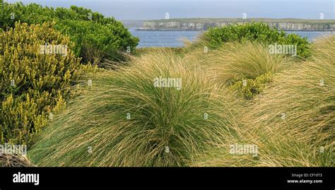 Tussock grass in the Auckland Islands Nature Reserve, Enderby Island, New Zealand Subantarctic ...