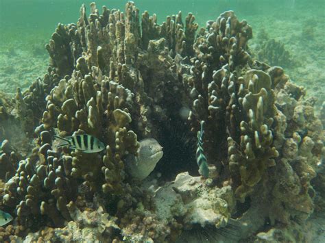 Snorkeling at Anse Source d'Argent, La Digue - Seychelles