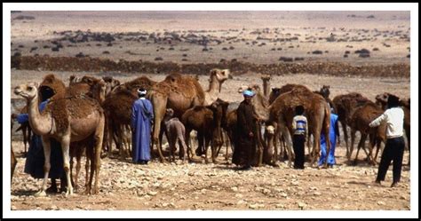 The Guelmim Camel Festival, Your Morocco Travel Guide - Morocco Travel Blog