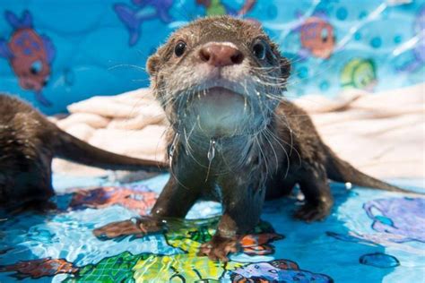 Otter in the kiddy pool … | Funny animals, Baby animals, Baby otters