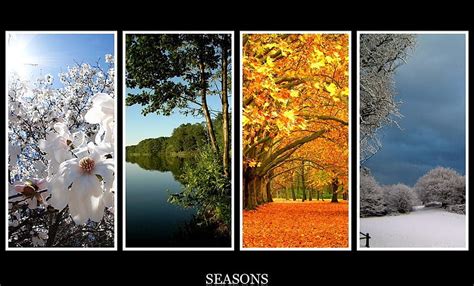 4 Seasons, autumn, sumer, nature, spring, seasons, winter, HD wallpaper ...