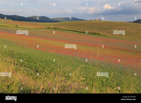 Castelluccio di Norcia flowers Italy Stock Photo - Alamy