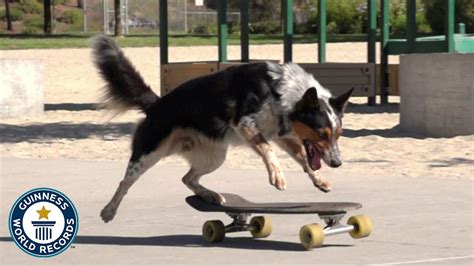 Fastest Skateboarding Dog - Guinness World Records - YouTube