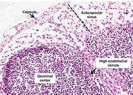 Lymph Node Microscope Slide