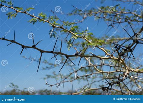 Sharp Long Thorns of Acacia Tree, Wattle Stock Image - Image of closeup, background: 182313959