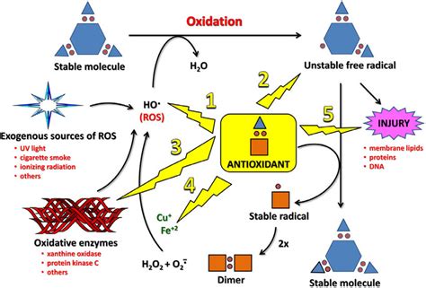 General scheme illustrating the 5 main mechanisms by which an... | Download Scientific Diagram