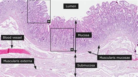 Pin on KSM Histology Services LLC