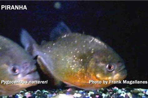 HOW TO IDENTIFY PIRANHA FROM A PACU