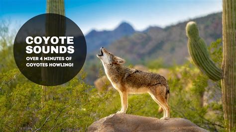 Coyote Sounds | Over 4 minutes of Alarming Coyote Howls! - YouTube