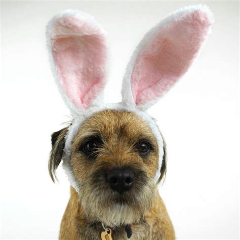 Border Terrier at Holly & Co wearing bunny ears | Easter dog, Stylish ...