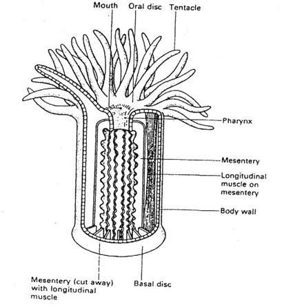 Phylum COELENTERATA