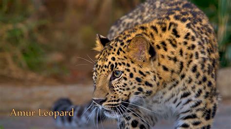 Picture of Endangered Animals with Names - Amur Leopard Wallpaper ...