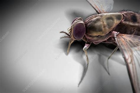 Tsetse Fly, artwork - Stock Image - C020/6597 - Science Photo Library