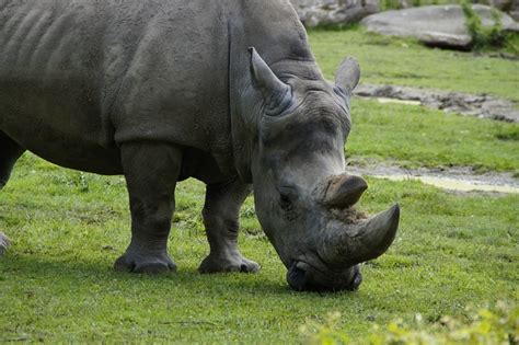 Free photo: Rhino, Close, Horn, Horns, Head - Free Image on Pixabay - 424475