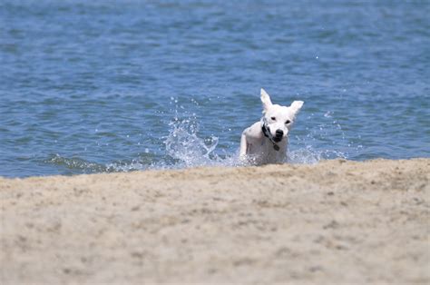 Dog Beach | Ocean Beach San Diego CA