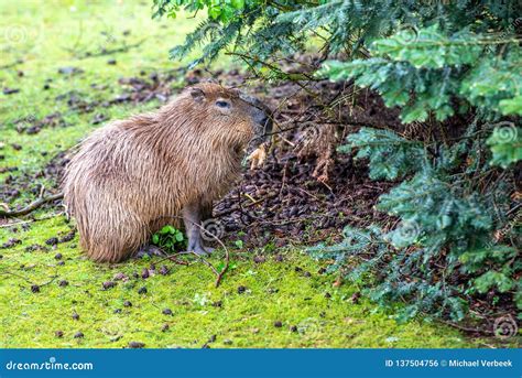 Capybara is Eating on the Grass Stock Photo - Image of head, cute: 137504756