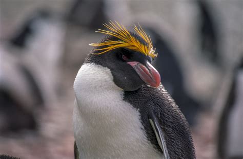 Crested penguin - Wikipedia