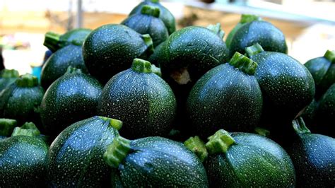 Cucurbita - Small Round Squash - Squash Choices