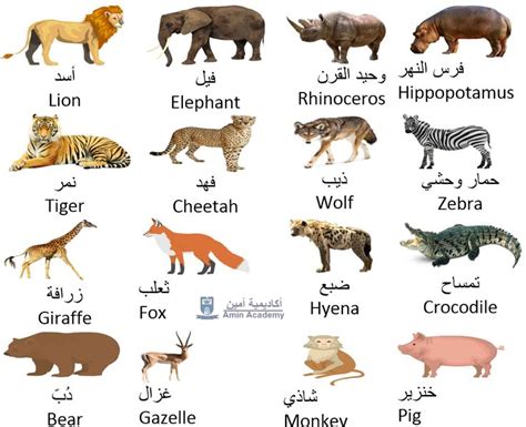 Wild Animals in Gulf Arabic Qatari Arabic Vocabulary Amin Academy