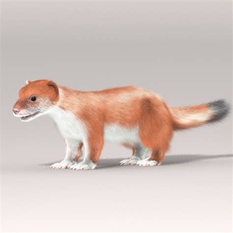 3d Ermine Model