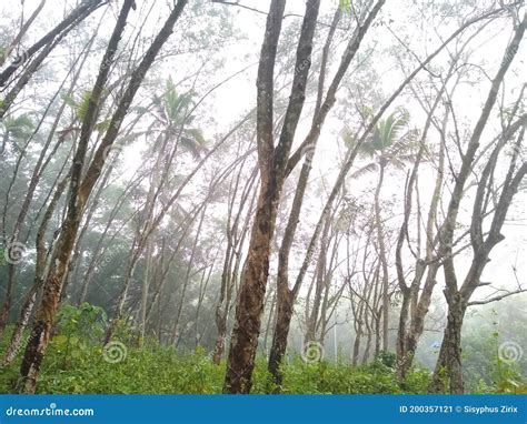 Rubber Tree Plantation in Kerala Trivandrum Stock Image - Image of ...