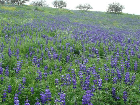 Israel in flower - ISRAEL21c