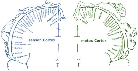 Motor Homunculus Model - Infoupdate.org