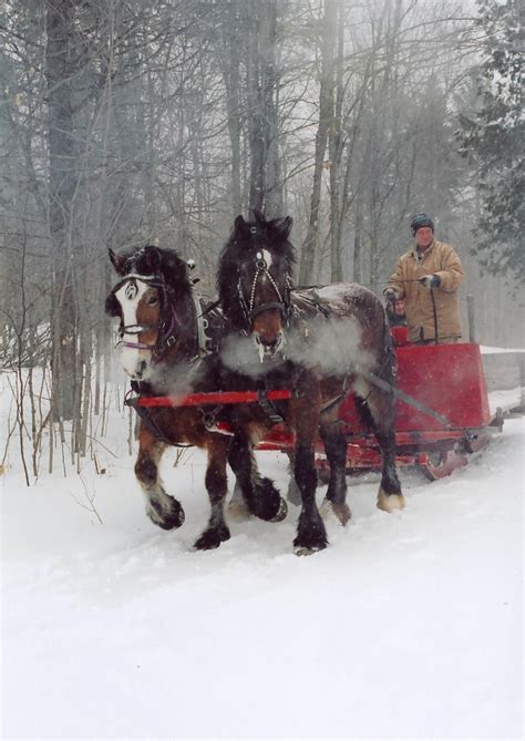 Horse drawn sleigh ride on forest trails | Big horses, Christmas horses, Beautiful horses