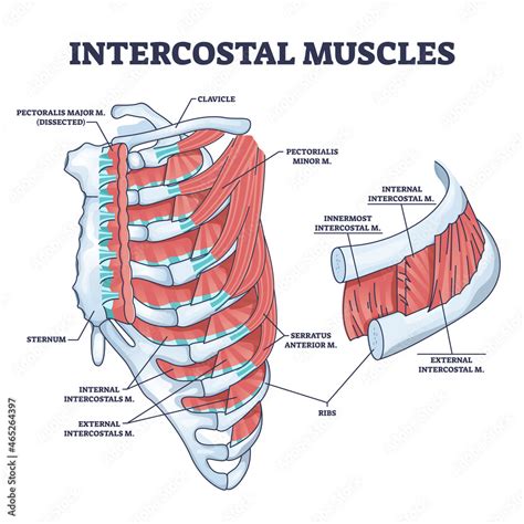 Intercostal muscles between ribs in anatomical chest cage outline diagram. Labeled educational ...