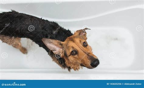 Bathing of the Funny Mixed Breed Dog. Dog Taking a Bubble Bath ...