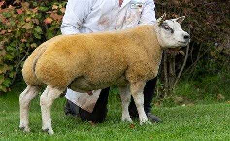 Carlisle September Sale | Beltex Sheep Society | Beltex Sheep Society